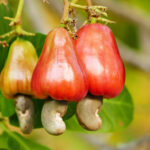 Cashew nut fruits growing on tree